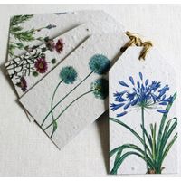 Growing Paper Blue In The Garden Tags 